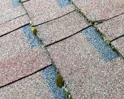Moss growing on asphalt roofing shingles